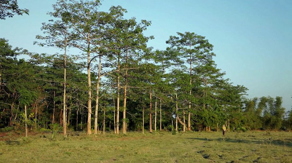 印度一岛民坚持种树35年，将550公顷荒岛变森林--置顶表情